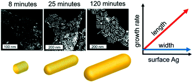 Graphical abstract: The role of trace Ag in the synthesis of Au nanorods