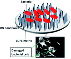 Graphical abstract: Antibacterial effect of boron nitride flakes with controlled orientation in polymer composites