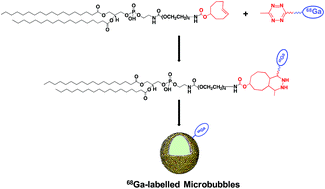 Graphical abstract: Development of 68Ga-labelled ultrasound microbubbles for whole-body PET imaging