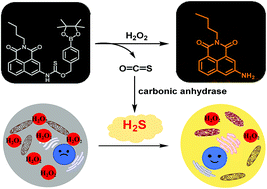 Graphical abstract: Reactive oxygen species-triggered off-on fluorescence donor for imaging hydrogen sulfide delivery in living cells