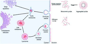 Graphical abstract: A quantitative assessment of the dynamic modification of lipid–DNA probes on live cell membranes