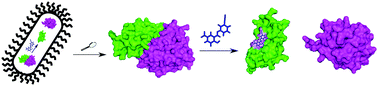 Graphical abstract: Modulators of protein–protein interactions as antimicrobial agents