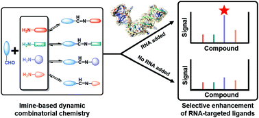 Graphical abstract: Template-guided selection of RNA ligands using imine-based dynamic combinatorial chemistry