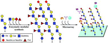 Graphical abstract: Enzymatic modular synthesis and microarray assay of poly-N-acetyllactosamine derivatives