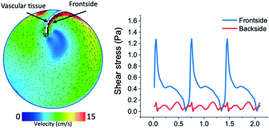 Graphical abstract: Healthy and diseased in vitro models of vascular systems