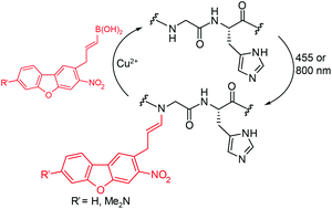 Graphical abstract: Red-shifted backbone N–H photocaging agents