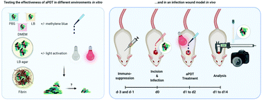 Graphical abstract: Antimicrobial photodynamic therapy fighting polymicrobial infections – a journey from in vitro to in vivo