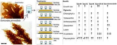 Graphical abstract: Physiological and biochemical responses driven by different UV-visible radiation in Osmundea pinnatifida (Hudson) Stackhouse (Rhodophyta)