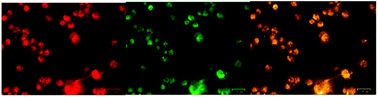 Graphical abstract: Near infrared light exposure is associated with increased mitochondrial membrane potential in retinal pigmented epithelial cells