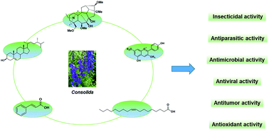 Graphical abstract: A systematic review on the chemical constituents of the genus Consolida (Ranunculaceae) and their biological activities