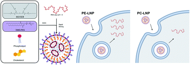 Graphical abstract: Optimization of phospholipid chemistry for improved lipid nanoparticle (LNP) delivery of messenger RNA (mRNA)