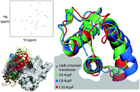 Graphical abstract: Protein–protein interaction based substrate control in the E. coli octanoic acid transferase, LipB