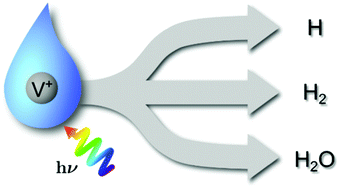 Graphical abstract: Photochemistry and UV/vis spectroscopy of hydrated vanadium cations, V+(H2O)n, n = 1–41, a model system for photochemical hydrogen evolution