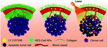 Graphical abstract: Transforming growth factor-β blockade modulates tumor mechanical microenvironments for enhanced antitumor efficacy of photodynamic therapy