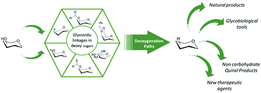 Graphical abstract: Deoxy sugars. General methods for carbohydrate deoxygenation and glycosidation