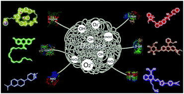 Graphical abstract: Fluorescent probes for visualizing ROS-associated proteins in disease