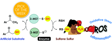 Graphical abstract: Leveraging an enzyme/artificial substrate system to enhance cellular persulfides and mitigate neuroinflammation