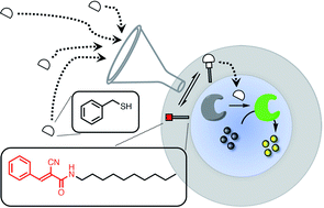 Graphical abstract: Artificial transmembrane signal transduction mediated by dynamic covalent chemistry