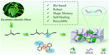 Graphical abstract: Bio-based, robust, shape memory, self-healing and recyclable elastomers based on a semi-interpenetrating dynamic network