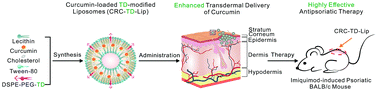 Graphical abstract: Enhanced transdermal efficiency of curcumin-loaded peptide-modified liposomes for highly effective antipsoriatic therapy