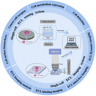 Graphical abstract: Advances in electrochemiluminescence for single-cell analysis