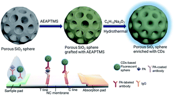 Graphical abstract: Highly-fluorescent carbon dots grown onto dendritic silica nanospheres for anthrax protective antigen detection