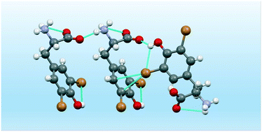 Graphical abstract: Hydrogen and halogen bond synergy in the self-assembly of 3,5-dihalo-tyrosines: structural and theoretical insights