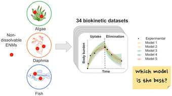 Graphical abstract: Comparison of biokinetic models for non-dissolvable engineered nanomaterials in freshwater aquatic organisms