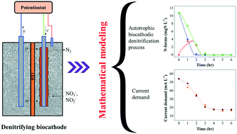 Graphical abstract: Integrated experimental and modeling evaluation of removal efficiency and energy consumption for an autotrophic denitrifying biocathode