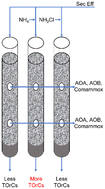 Graphical abstract: The role of ammonia oxidizing microorganisms in biofiltration for the removal of trace organic compounds in secondary wastewater effluent