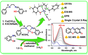 Graphical abstract: Mononuclear copper(ii) Schiff base complexes as effective models for phenoxazinone synthase