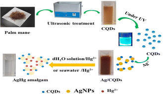 Graphical abstract: Carbon quantum dot synthesis of a Ag/PCQD composite for the visual detection of Hg2+ in dH2O solution and seawater samples