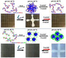 Graphical abstract: Water-soluble copolymers and their hydrogels with pH-tunable diverse thermoresponsive behaviors enabled by hydrogen bonding