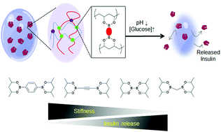 Graphical abstract: Repurposing pinacol esters of boronic acids for tuning viscoelastic properties of glucose-responsive polymer hydrogels: effects on insulin release kinetics