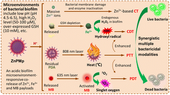 Graphical abstract: A biofilm microenvironment-responsive one-for-all bactericidal nanoplatform for photothermal-augmented multimodal synergistic therapy of pathogenic bacterial biofilm infection