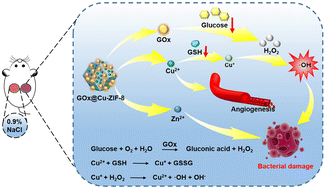 Graphical abstract: Multifunctional nanoreactors with nutrient consumption and ROS generation capabilities for antibacterial and skin repair