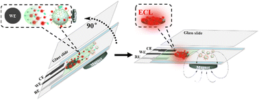 Graphical abstract: Disposable capillary-fill device for the determination of proteases incorporating elimination of light-shielding from the magnetic beads with cleavage of the electrogenerated chemiluminescence label-tagged peptide probe