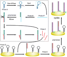 Graphical abstract: Ultrasensitive electrochemical detection and inhibition evaluation of DNA methyltransferase based on cascade strand displacement amplification