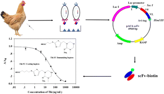 Graphical abstract: Heterologous antigen selection of chicken single-chain variable fragments against thiamethoxam