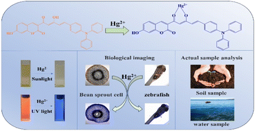 Graphical abstract: A ratiometric fluorescent probe with a large Stokes shift for the detection of Hg2+ and its applications in environmental sample and living system analysis