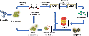 Graphical abstract: Combined toxicity and adverse outcome pathways of common pesticides on Chlorella pyrenoidosa