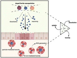 Graphical abstract: Does the doping strategy of ferrite nanoparticles create a correlation between reactivity and toxicity?