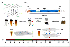 Graphical abstract: Optimisation of GraPhage13 macro-dispersibility via understanding the pH-dependent ionisation during self-assembly: towards the manufacture of graphene-based nanodevices