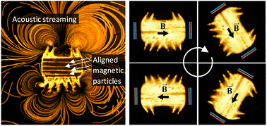 Graphical abstract: Steerable acoustically powered starfish-inspired microrobot