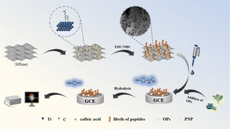 Graphical abstract: Degradation and detection of organophosphorus pesticides based on peptides and MXene–peptide composite materials