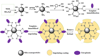 Graphical abstract: Study on the creation of boronate affinity-based oriented imprinted silica nanoparticles and their selective recognition toward glycopeptide antibiotics in food and water