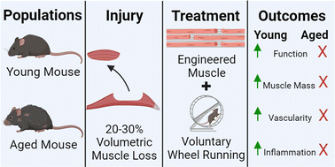 Graphical abstract: Age-associated functional healing of musculoskeletal trauma through regenerative engineering and rehabilitation