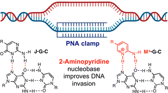 Graphical abstract: 2-Aminopyridine nucleobases enable DNA invasion by peptide nucleic acid clamps under physiological conditions