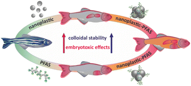 Graphical abstract: Correlation between the stability and toxicity of PFAS–nanoplastic colloids