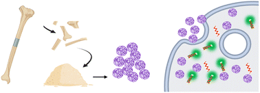 Graphical abstract: Bone-derived nanoparticles (BNPs) enhance osteogenic differentiation via Notch signaling